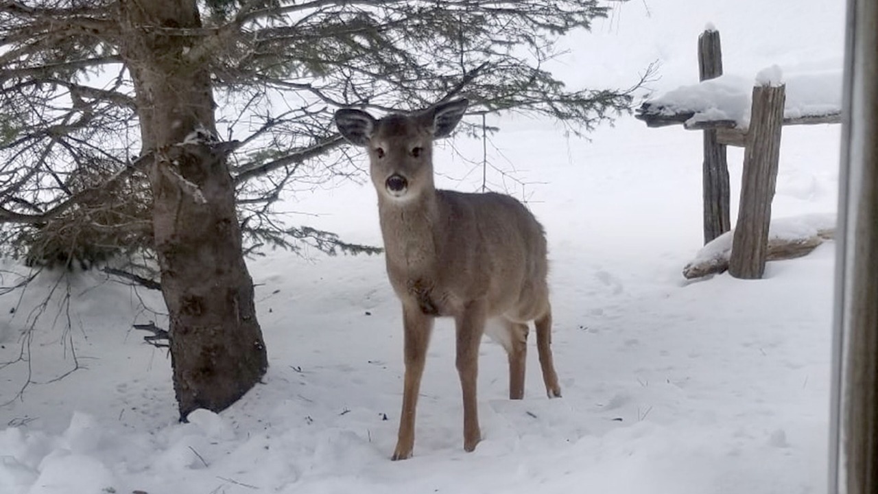 Photo of Others in Mont-Tremblant