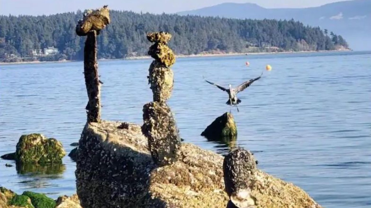 Photo of Outdoor in Mill Bay