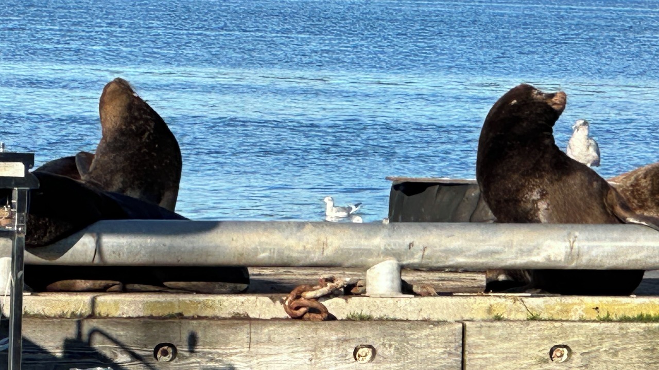 Photo of Others in Mill Bay