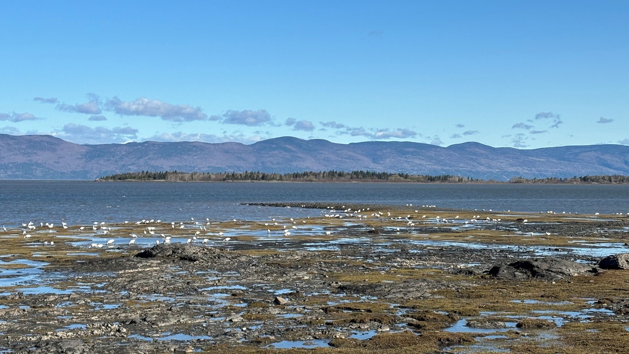Photo of Others in Saint-Antoine-de-l'Isle-aux-Grues