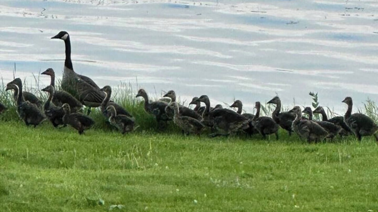 Photo of Others in Merrickville-Wolford