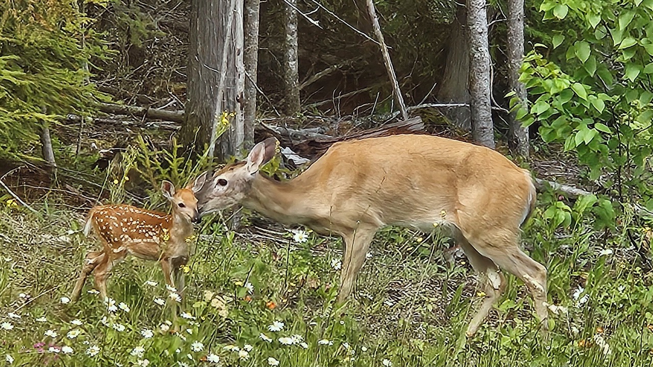 Photo of Others in Mara