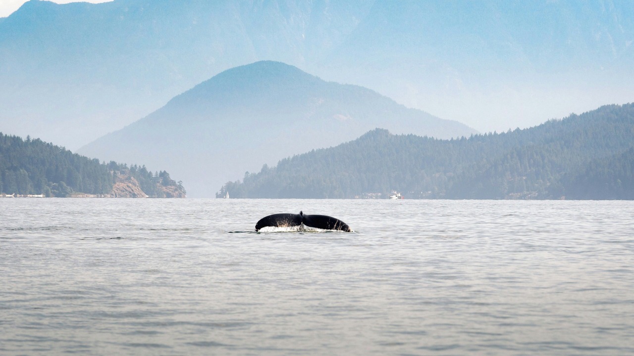 Photo of Others in Chemainus