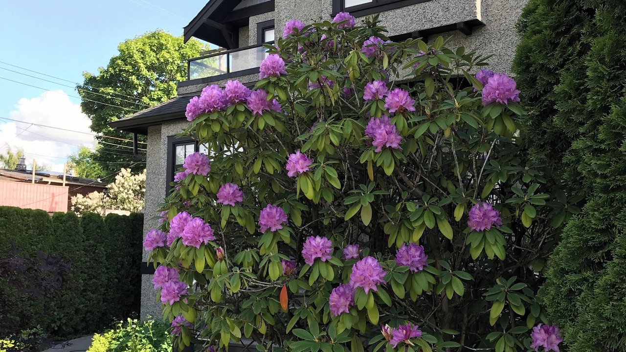 Photo of Outdoor in Dunbar