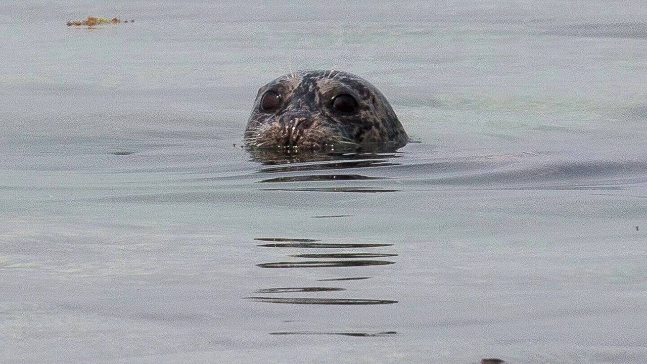 Photo of Others in Gulf Islands