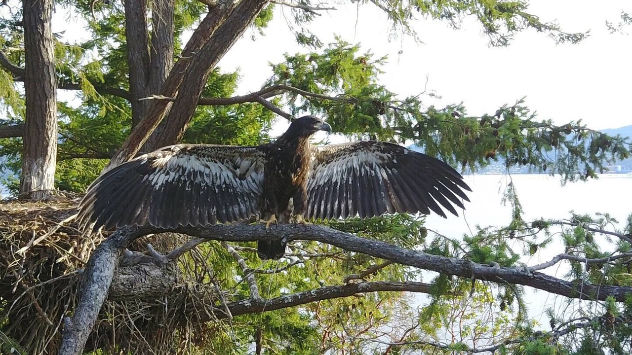 Photo of Others in Gulf Islands