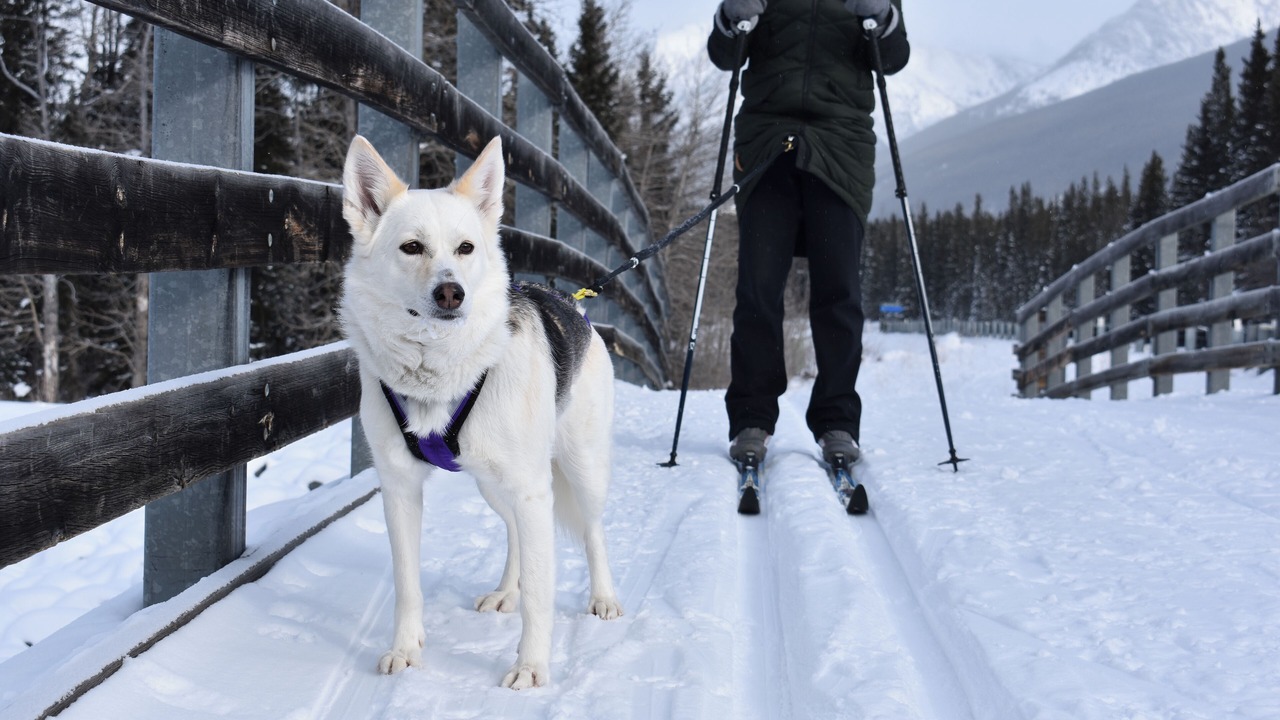 Photo of Others in Kananaskis