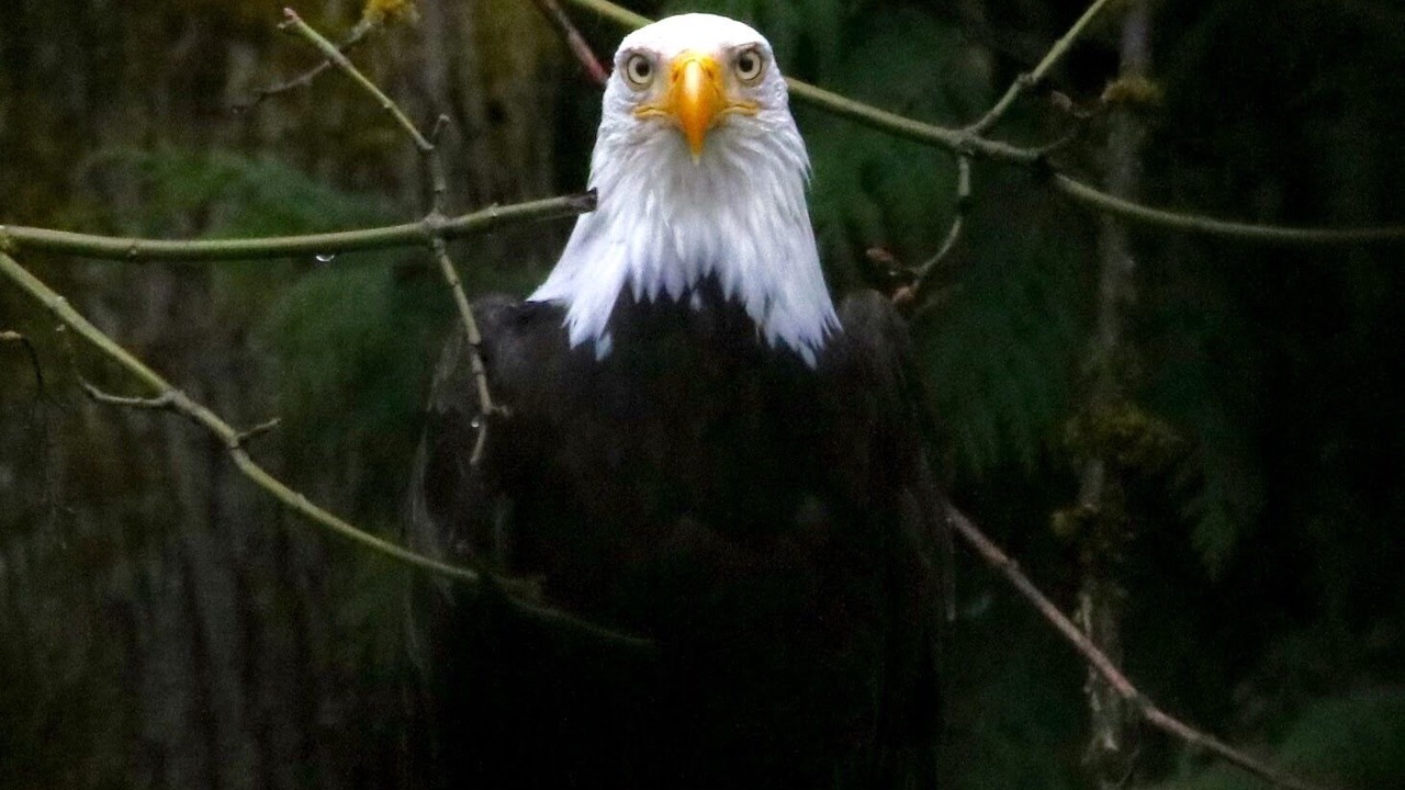 Photo of Others in Mill Bay