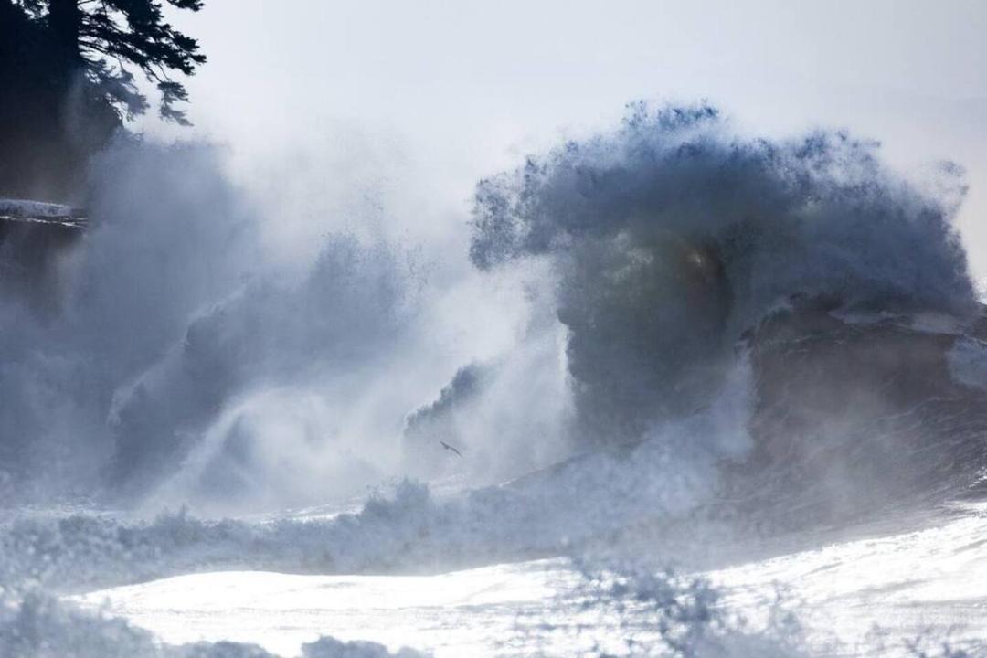 Photo of Others in Port Renfrew