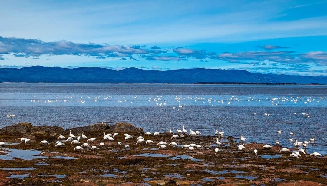 Photo of Others in Cap-Saint-Ignace
