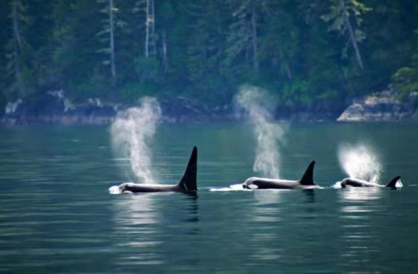 Photo of Others in Chemainus