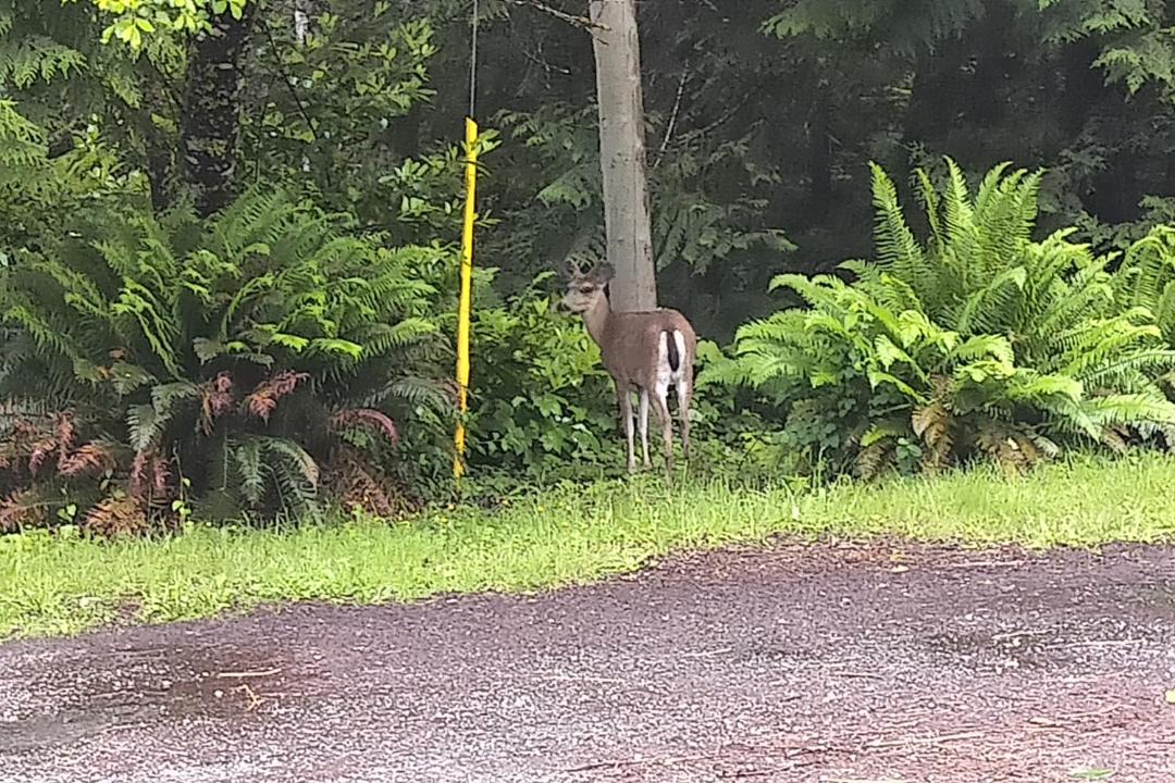 Photo of Others in Madeira Park