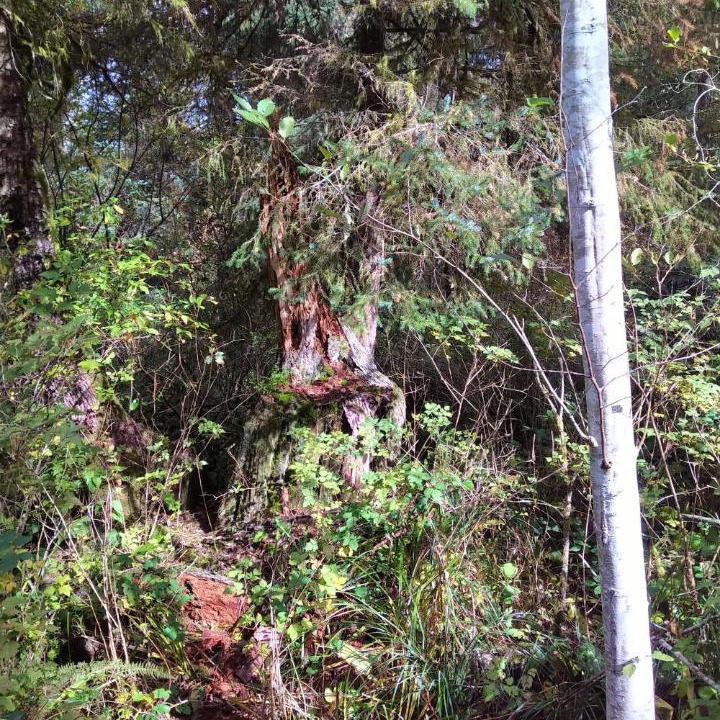 Photo of Others in Madeira Park