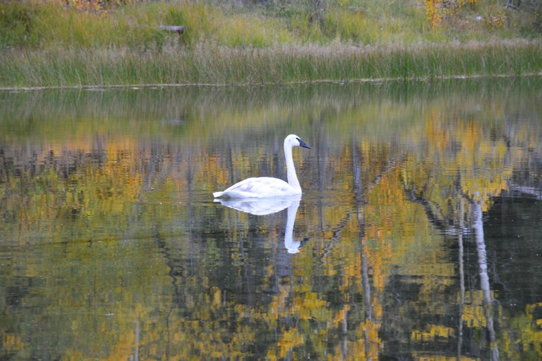 Photo of Others in Dease Lake