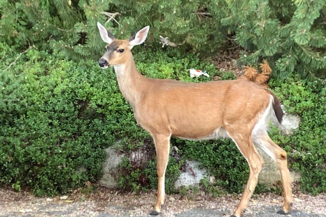 Photo of Outdoor in Gibsons