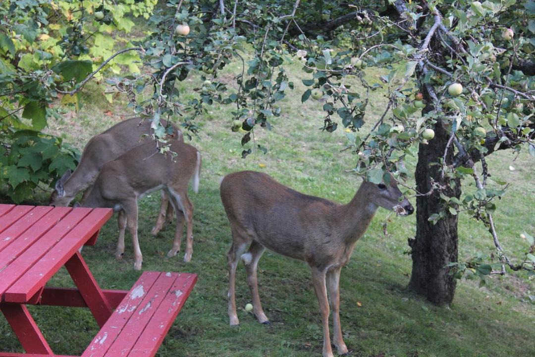 Photo of Others in Kaslo