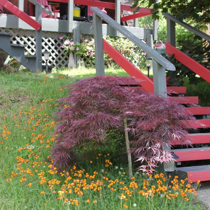 Photo of Outdoor in Kaslo