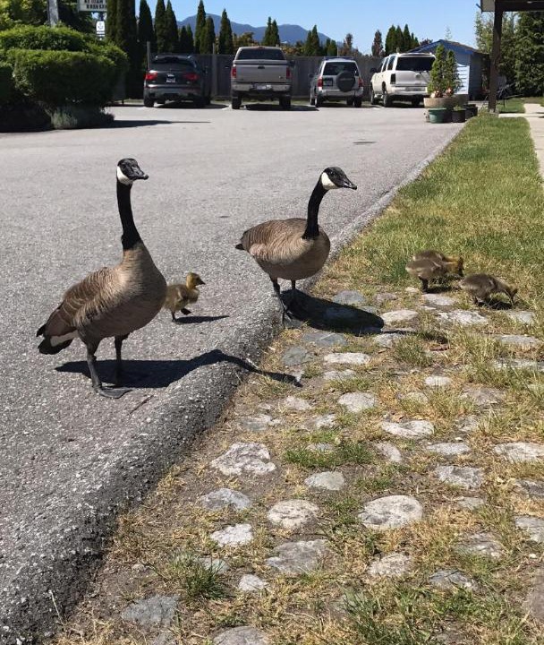 Photo of Others in Sechelt